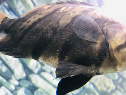 【SOLDOUT】【体型良好】人工餌爆食☆ダトニオプラスワン☆25㎝±【ボルネオ産】