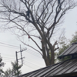 伐採、抜根！