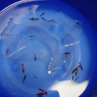 🦐カラーシュリンプ稚エビ🦐          早い者勝ち    ...