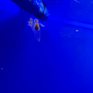 ボーカルとしてバンド参加したいです。