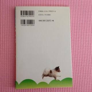 パピヨンの画像