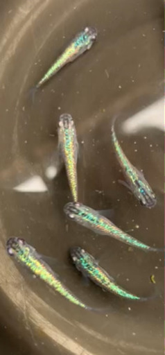 静楽庵血統黒ラメ幹之サファイア背びれ無し稚魚１０匹