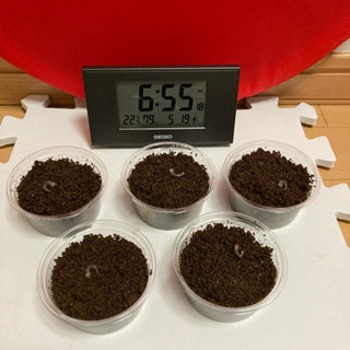 ☆受け渡し終了　ニジイロクワガタ②幼虫4→5匹セット(クワガタ　...