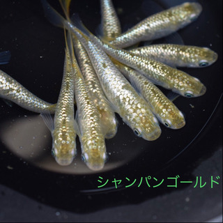 シャンパンゴールドラメメダカ