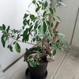 観葉植物  ガジュマル