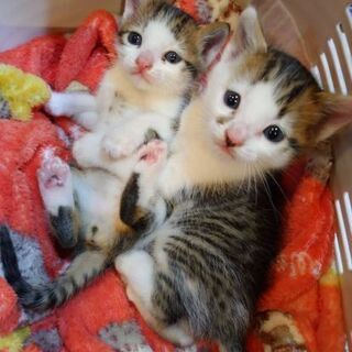 人の側に直ぐ来る双子ちゃん。
