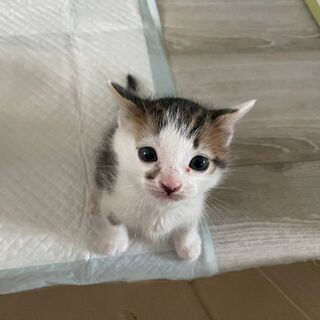 人の側に直ぐ来る双子ちゃん。 - 藤枝市