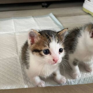 人の側に直ぐ来る双子ちゃん。 - 猫