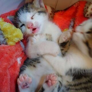 人の側に直ぐ来る双子ちゃん。 − 静岡県