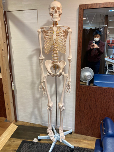 骨模型　等身大