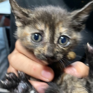 保護した子猫ちゃん