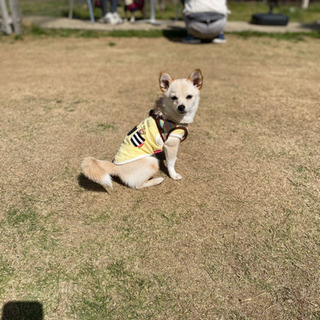 はじめまして☺︎✨犬友を探していますU´•ﻌ•`U - 友達