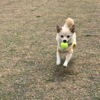 はじめまして☺︎✨犬友を探していますU´•ﻌ•`U