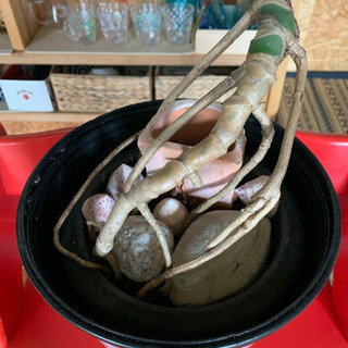手作り鉢カバーのモンステラの画像