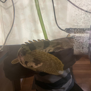 ポリプテルス　エンドリケリーの画像