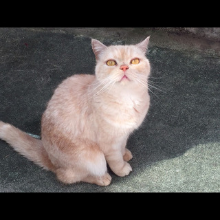 迷子 迷い猫 猫が行方不明 探しています。