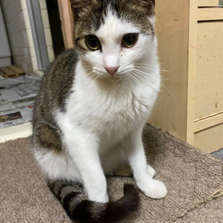 甘えん坊のかわいい猫ちゃんの里親さん募集！