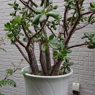 多肉植物=金のなる木