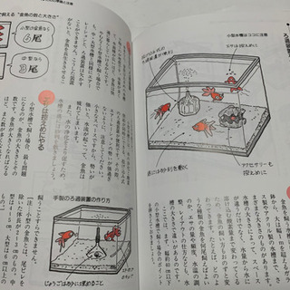 楽しい金魚の飼い方、育て方の画像