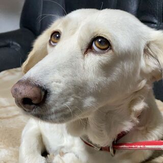 お問い合わせありがとうございました。おかげさまで、御近所の方に引...