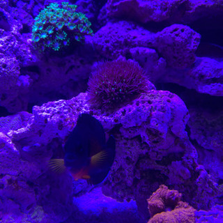 海水水槽　マリンアクアリウム　サンゴ仲間募集