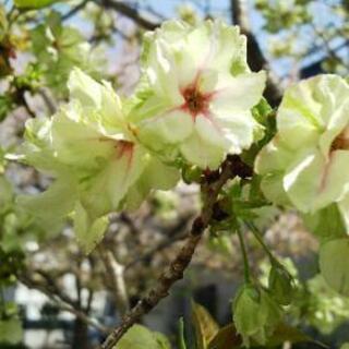 自転車のタイヤの空気入れ