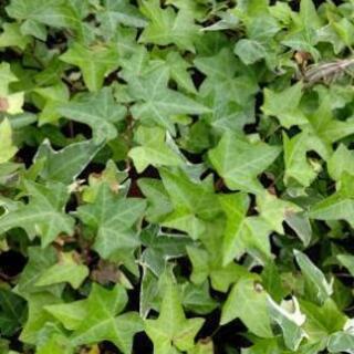 アイビー 差し上げます！の画像