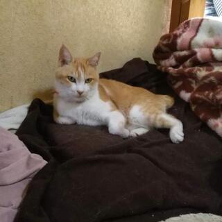 迷子猫探しています。