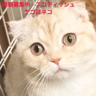 スコティッシュフォールド子猫　●　　●　　本文をよくご覧下さいま...