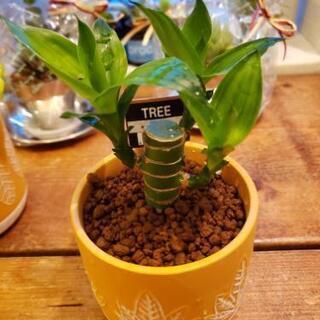 🌱ミリオンバンブー (万年だけ) 観葉植物