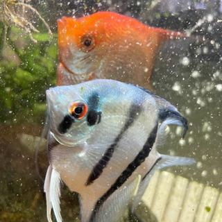 エンゼルフィッシュ　ペア