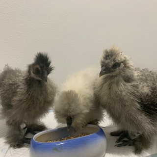 烏骨鶏メス2羽オス１羽里親募集