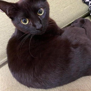 里親募集/黒猫　綺麗なグリーンの目　避妊済み　多頭飼いの為