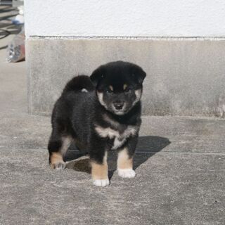 遊んで欲しい盛り8ヶ月♪黒柴のゴンちゃん。