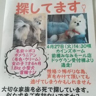 ポメラニアン探しています