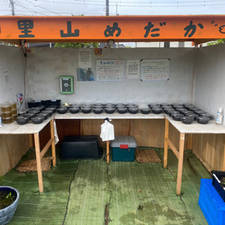 メダカとタマミジンコ　無人販売所　里山めだか　5/20出店