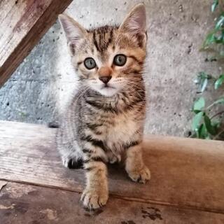 仔猫｢僕を養って(><｡)｣終了