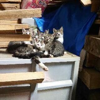 生後〜約１ヶ月程の３匹の子猫と親猫