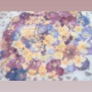 ビオラ押し花　素材かわいい