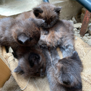 野良猫が子猫を4匹産みました【決まりました。皆様ありがとうございます】