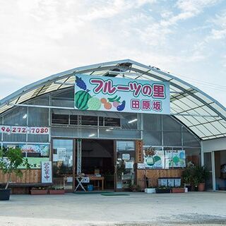 とうもろこしの試食販売と収穫体験！