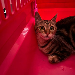 里親募集　美人猫ちゃん　アメショー風　函館市近郊