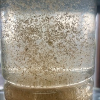 メダカ用 養殖ミジンコ  無料提供【０円】の画像