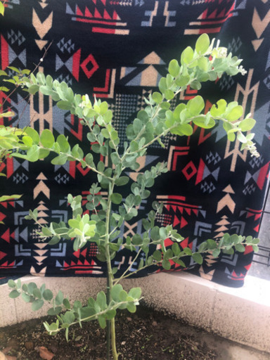 樹高約95cm！パールアカシアの大苗