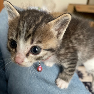 [届出済] 仔猫です→問合せが多く受付終了させて頂きます。