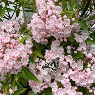 この花の名前を教えて下さい