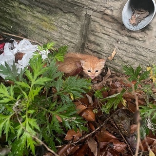 野良　子猫　生後約1ヶ月　茶トラ　