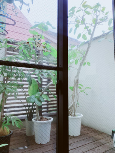 観葉植物　フィカスベンガレンシス　2mほど