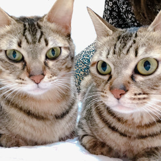 サビ猫