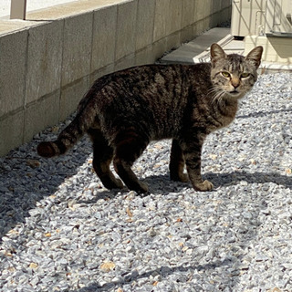 うちに住みついた野良猫ちゃん